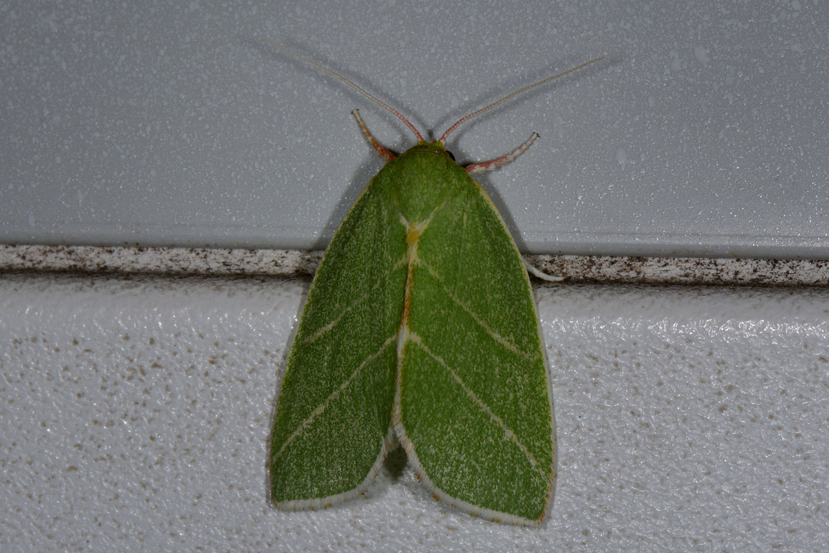 Nolidae - Bena bicolorana? S